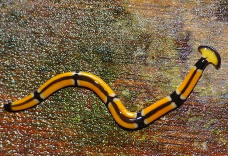 Опасные черви. Уничтожить этих червей сложно, потому что они способны восстанавливать утраченные части тела. Фото.