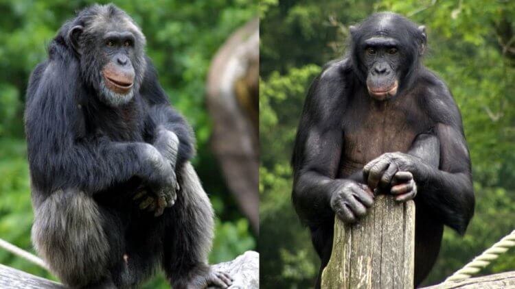 Как человек захватил мир? Мы разделяем около 99% нашей ДНК с нашими двоюродными братьями – шимпанзе и бонобо. Фото.