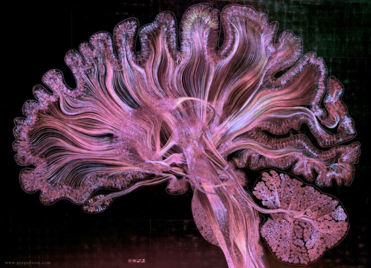 Самый сложный орган тела человека. Мозг и правда похож на Веленную. Или нам только кажется? Фото.