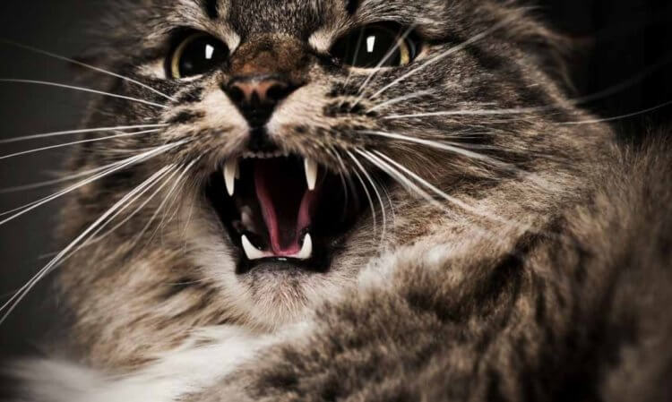 Чем опасны кошки и какие из них самые агрессивные? - Hi-News.ru