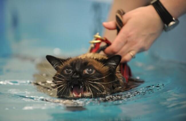 Почему кошки боятся воды? Фото.
