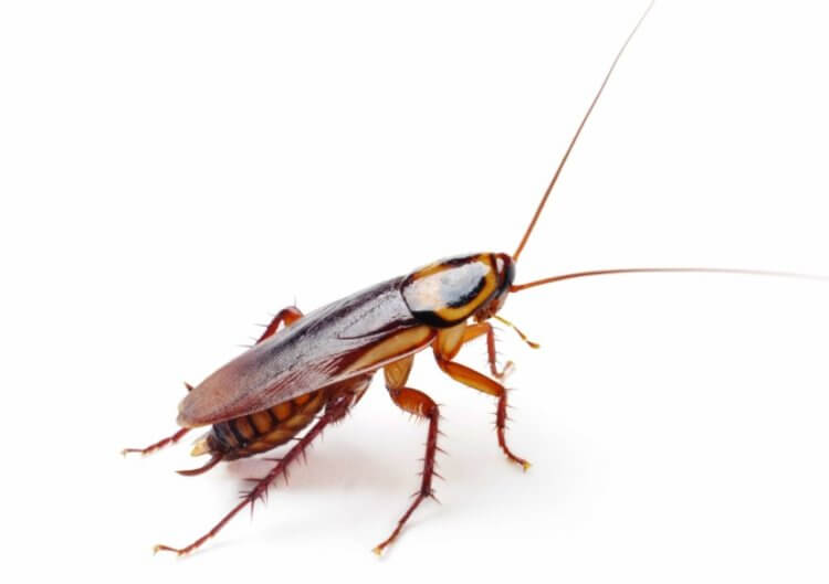 cockroach home image five