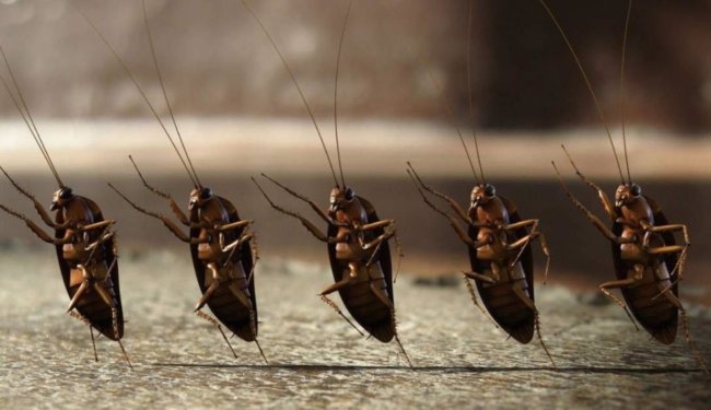 Какие тараканы живут в наших домах и откуда они берутся? Фото.