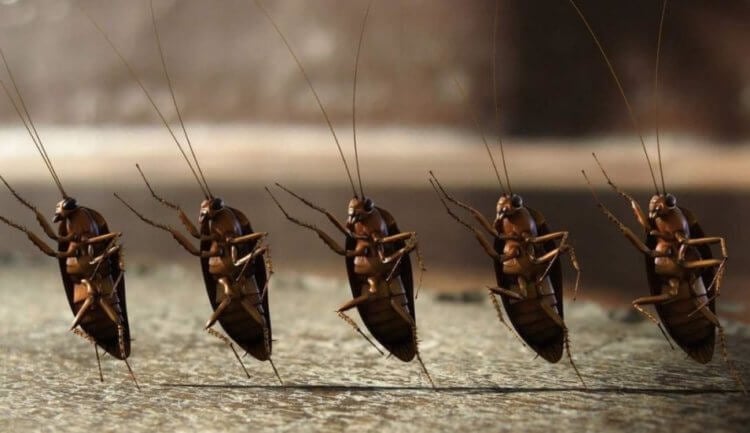 Какие тараканы живут в наших домах и откуда они берутся? Боязнь тараканов называется Инсектофобией или энтомофобией. Фото.