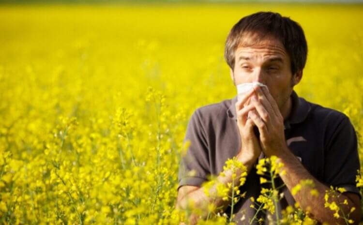 Что такое аллергия? Чихание при аллергии — далеко не самый худший симптом. Фото.