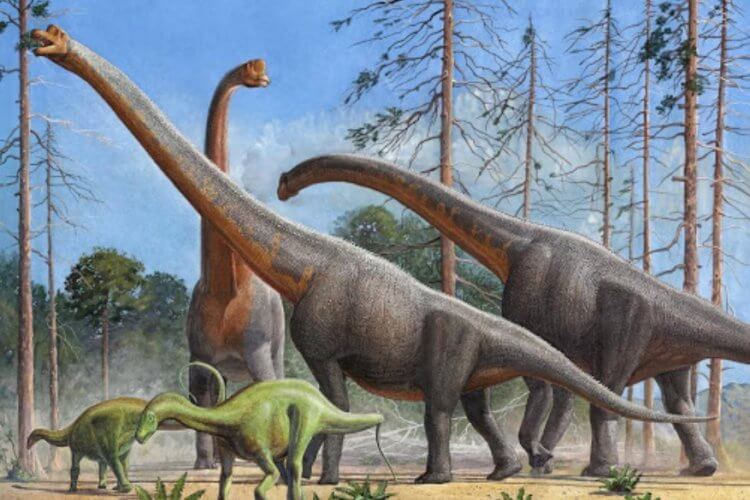 Развитие мозга. Зауроподы — те самые крупные растительноядные динозавры. Фото.
