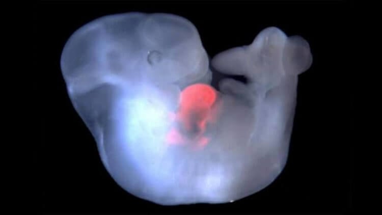 Создание химер человек-обезьяна. Японский ученый планирует вставить человеческие клетки в эмбрионы крыс (на фото). Фото.