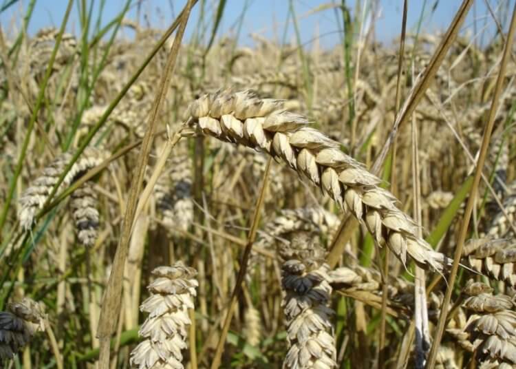 Влияние людей на растения. Некоторые сорняки «прикидываются» пшеницей, чтобы из не сорвали. Фото.