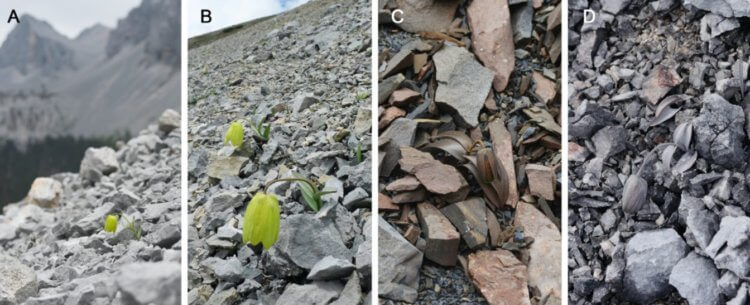 Эволюция растений. Можете ли вы быстро найти растения на двух последних кадрах? Фото.