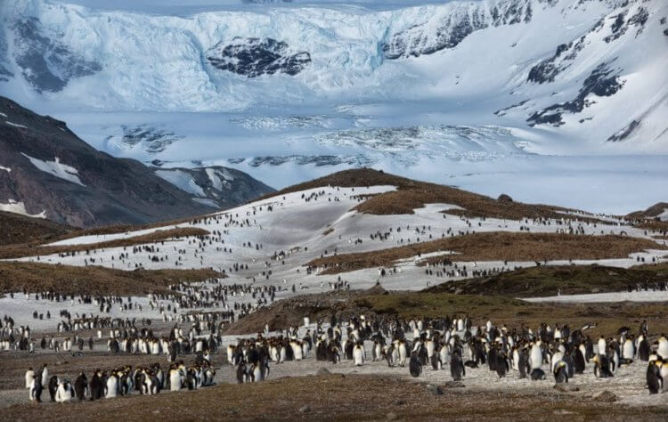 Опасность айсберга А-68. Помимо пингвинов на острове Южная Георгия регулярно обитает около 23 ученых. Фото.