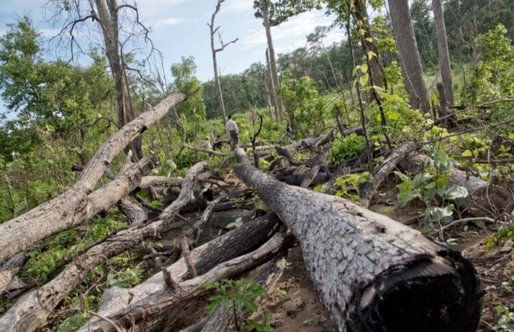 Вымирание обезьян. В период 1990 по 2010 год Мьянма потеряла 19% леса. Фото.
