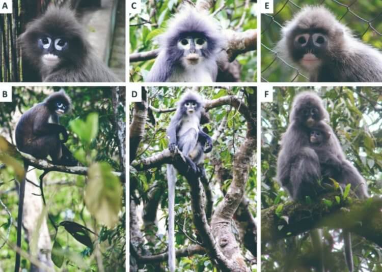 Самые редкие обезьяны. Новые обезьяны показаны на изображениях C и D. Фото.