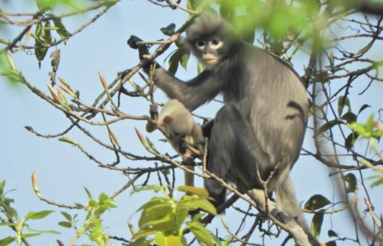 На Земле найдены новые виды обезьян. Взрослая особь Trachypithecus popa с детенышем. Фото.