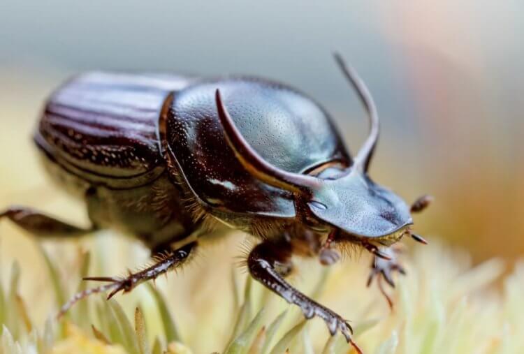 какое насекомое считается самым сильным навозный жук или колорадский жук