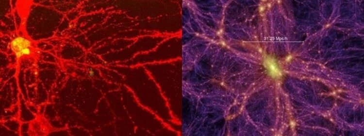Таинственная темная материя. Слева на снимке – нейронные связи, справа – космическая паутина. Фото.