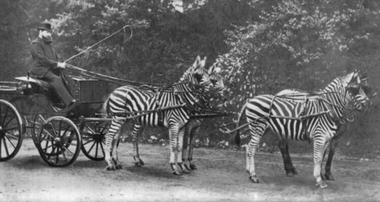 Отличия зебр и лошадей. Уолтер Ротшильд со своими зебрами. Фото.
