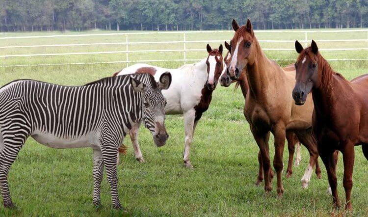 Отличия зебр и лошадей. Зебры ниже ростом, чем лошади. Фото.
