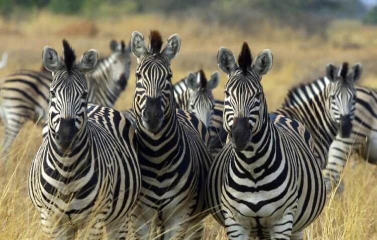 Почему зебры не домашние? Зебры живут группами и это является особой техникой выживания. Фото.
