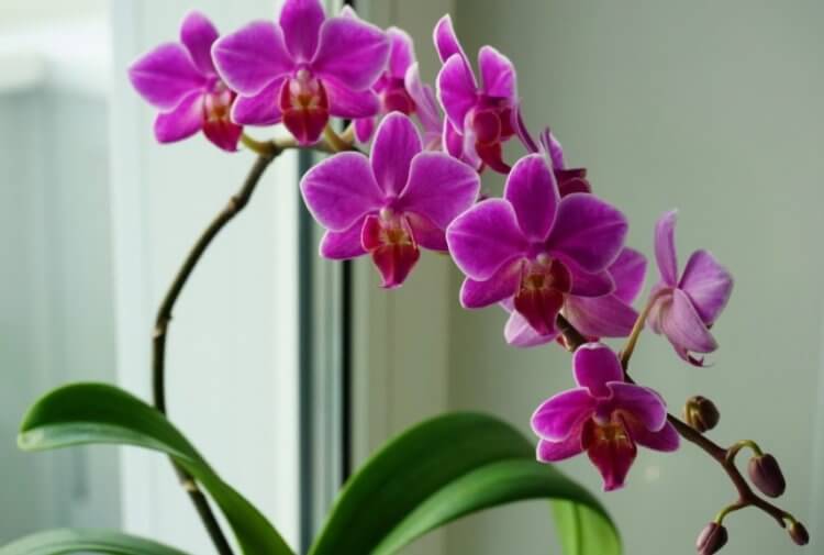 Ученые открыли новое растение. Обычно орхидеи выглядят так. Фото.