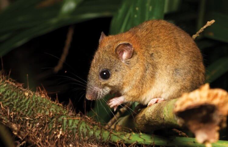 Революционное открытие. О вымирании мозаичнохвостых крыс стало известно в 2019 году. Фото.