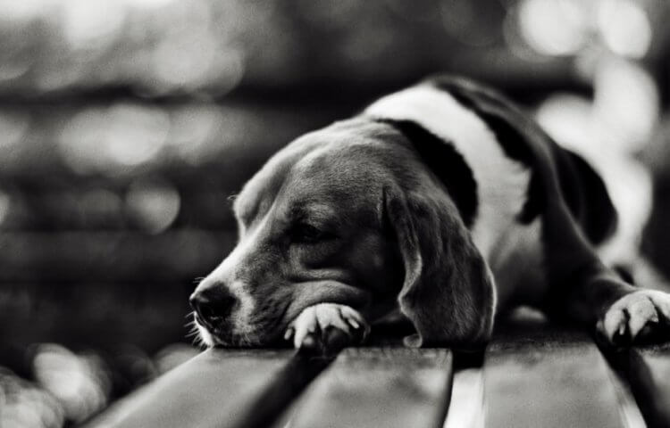 Почему люди не любят людей? Грустная собака вызывает у людей больше сострадания, чем грустный человек. Фото.