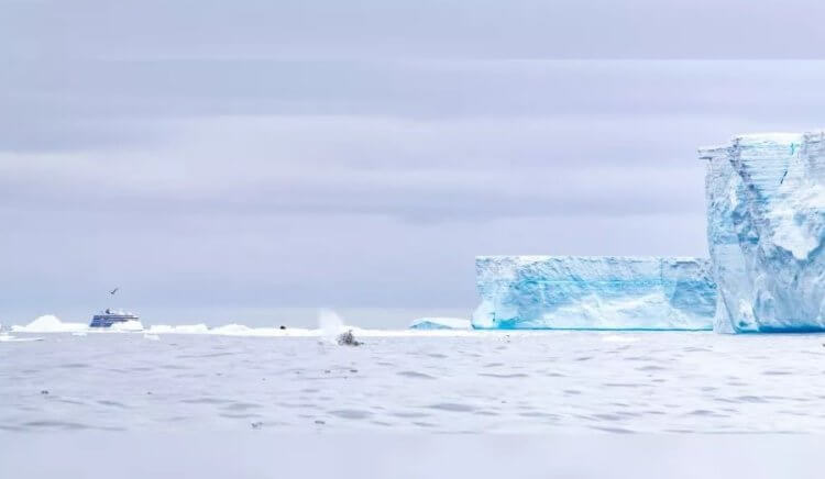 Как спасти животных? Судно «Эксплорер» неподалеку от айсберга А-68а. Фото.