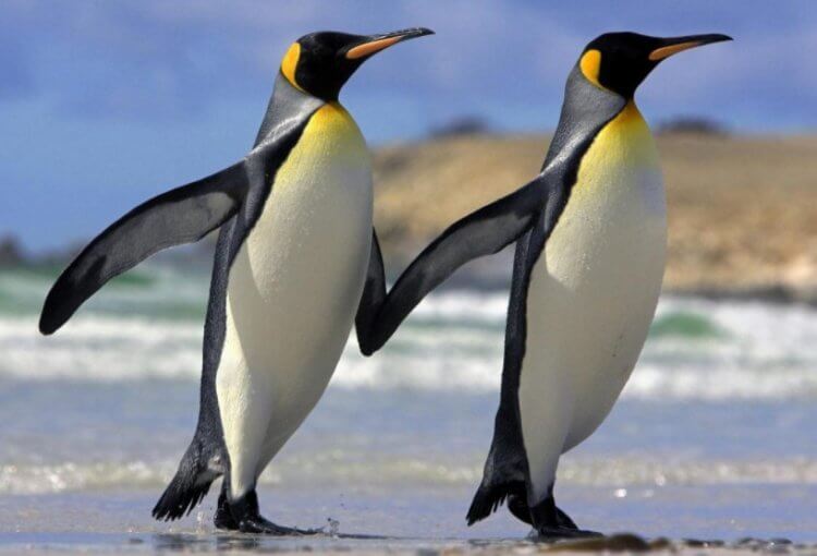 Почему в мире мало нелетающих птиц? Пингвины — самые известные нелетающие птицы. Фото.