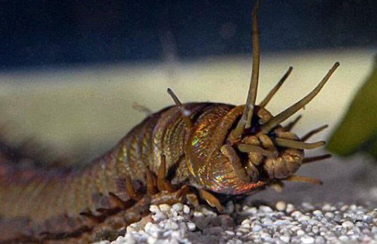 Кто такой червь Боббита и опасен ли он для людей? Так выглядит червь Боббита в аквариуме. Фото.