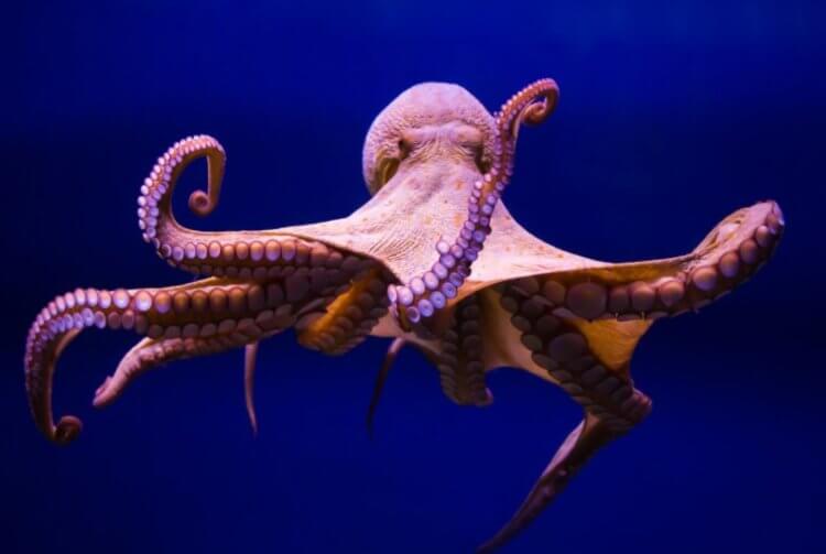 Осьминоги. Возможно, осьминоги даже умнее нас, но мы этого пока не понимаем. Фото.