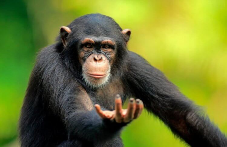 Самые умные животные в мире. Шимпанзе умны, но говорить об этом уже слишком банально. Фото.