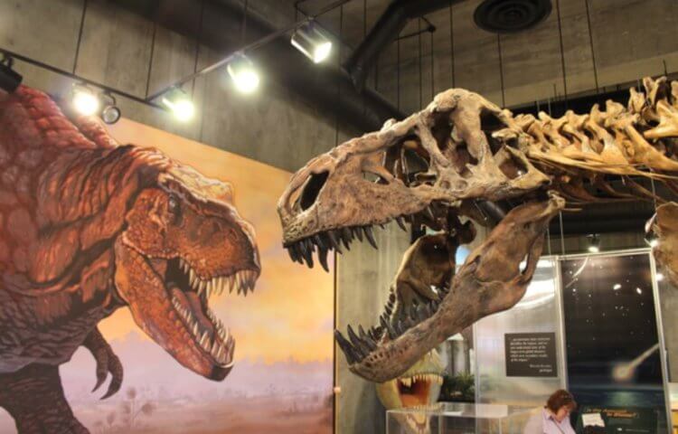 Самый большой динозавр. Модель тираннозавра «Скотти». Фото.