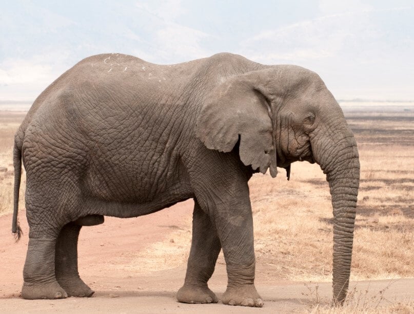 Вымирание слонов. Африканские слоны могут жить до 70 лет. Фото.