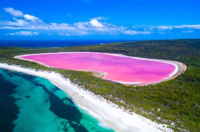 Почему озеро Хиллиер окрашено в розовый цвет? Фото.