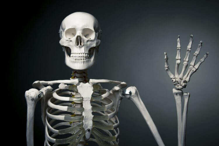 Для чего нужны кости? Человеческая костная система содержит 206 костей – но только после того, как она закончила расти. Фото.