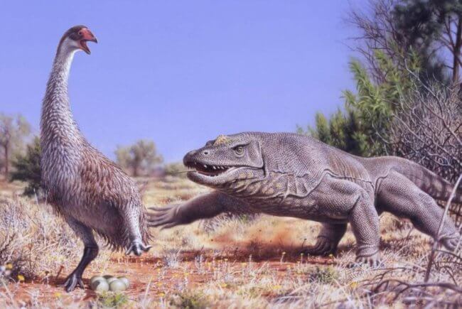 Самые большие животные, которые жили в Австралии тысячи лет назад. Фото.