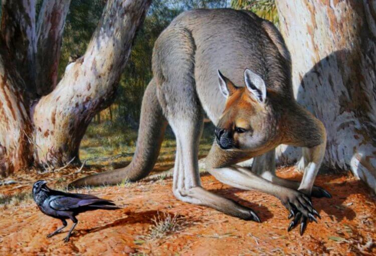 Прокоптодон. Прокоптодон — гигантский кенгуру. Фото.