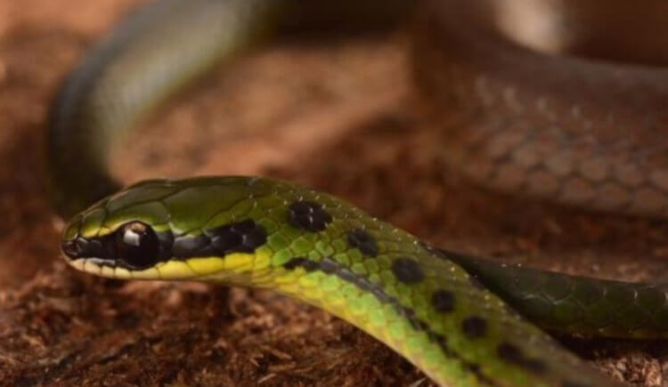 Новые змеи для науки. Змея боливийского флага. Фото.