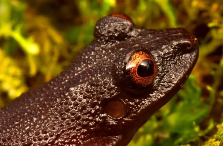 Ученые открыли 20 новых видов животных. Вот самые интересные из них. Лягушка с дьявольскими глазами. Фото.