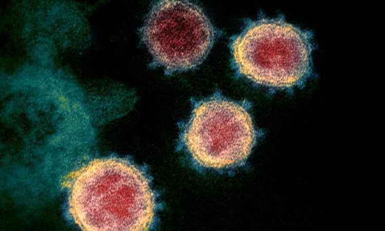 Почему коронавирус мутирует? К счастью, у ученых пока нет оснований предполагать, что новый штамм стал смертоноснее. Фото.