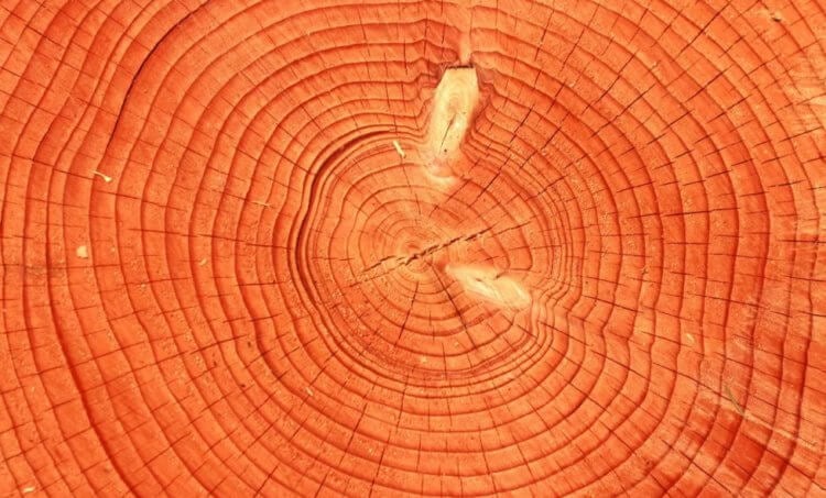 Как определить возраст дерева? Годичные кольца дерева. Фото.