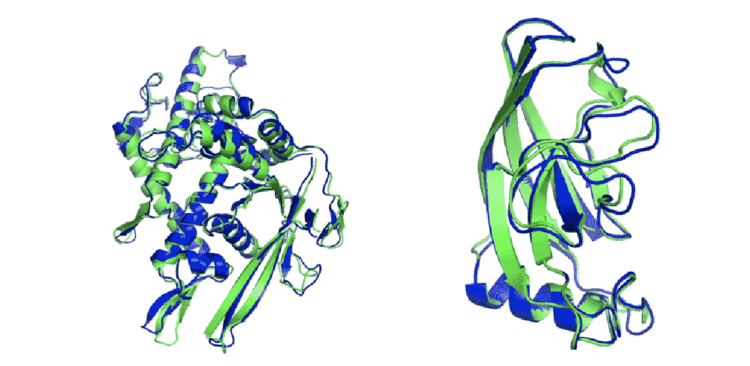 Что такое AlphaFold? Структуры белка, созданные алгоритмом DeepMind. Фото.