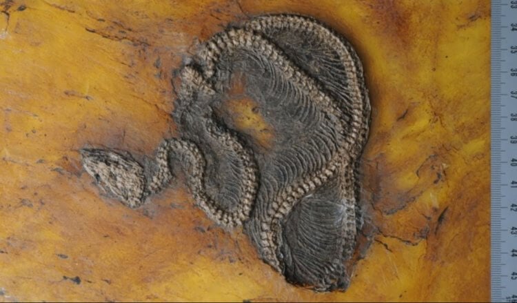 Происхождение змей. Тот самый ископаемый питон. Фото.