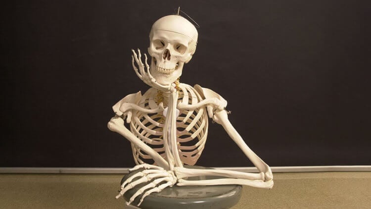 Сколько костей в теле человека? Количество костей в организме взрослого человека равняется 206, однако у некоторых людей костей может быть больше. Фото.