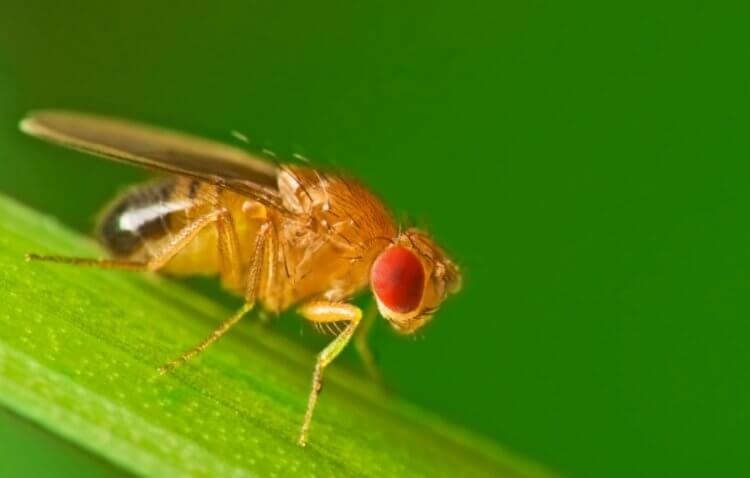 Как спят мухи? Муха-дрозофил. Фото.