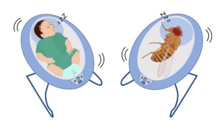 Как спят мухи? Иллюстрация, сделанная авторами научной работы. Фото.