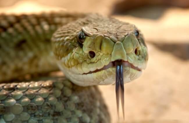 Это противоядие от укусов змей может спасать 100 000 жизней в год. Фото.