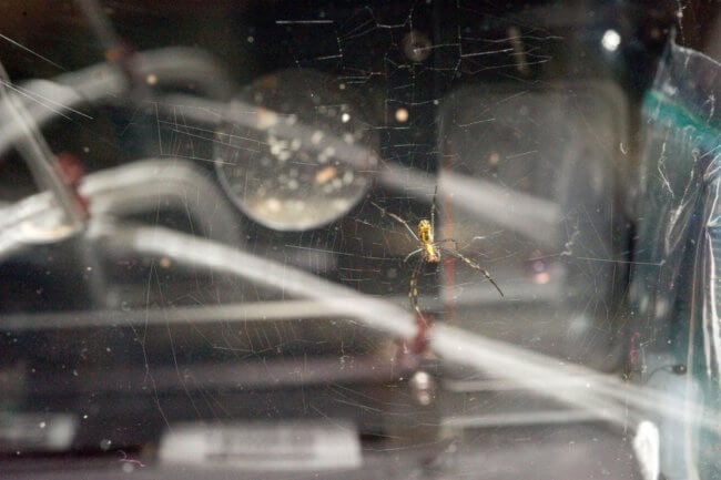 Что происходит с паутиной и пауками в космосе? Фото.