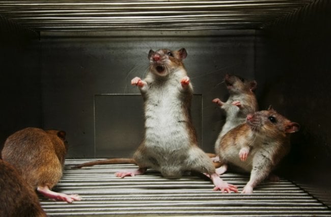 Как ученые превратили обычных мышей в свирепых хищников? Фото.