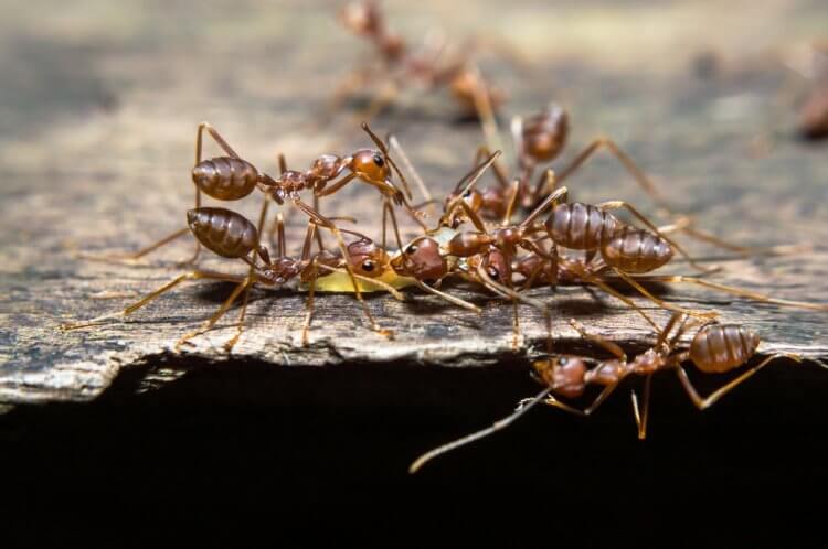Обычные насекомые? Являются общественными насекомыми, образующими 3 касты: самки, самцы и рабочие особи. Самки и самцы крылатые, рабочие особи — бескрылые. Фото.