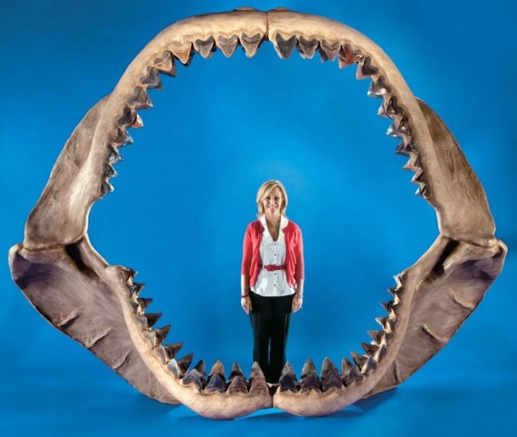 Самая большая акула в истории. Пасть мегалодона в сравнении с ростом человека. Фото.